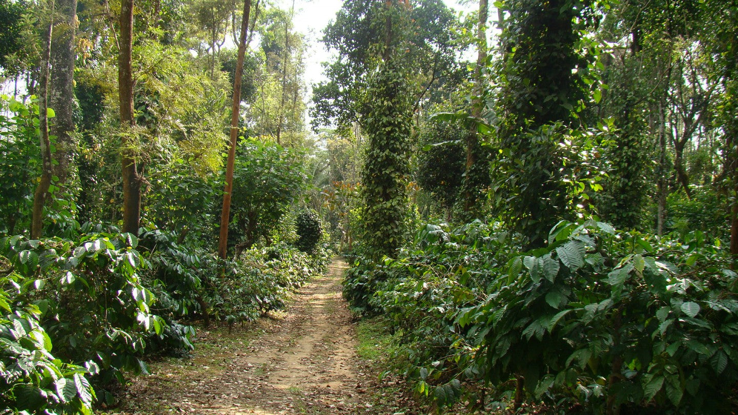 Visiting a Coffee Plantation!